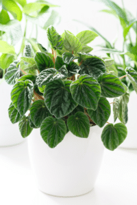 Emerald Ripple Peperomia Caperata Care