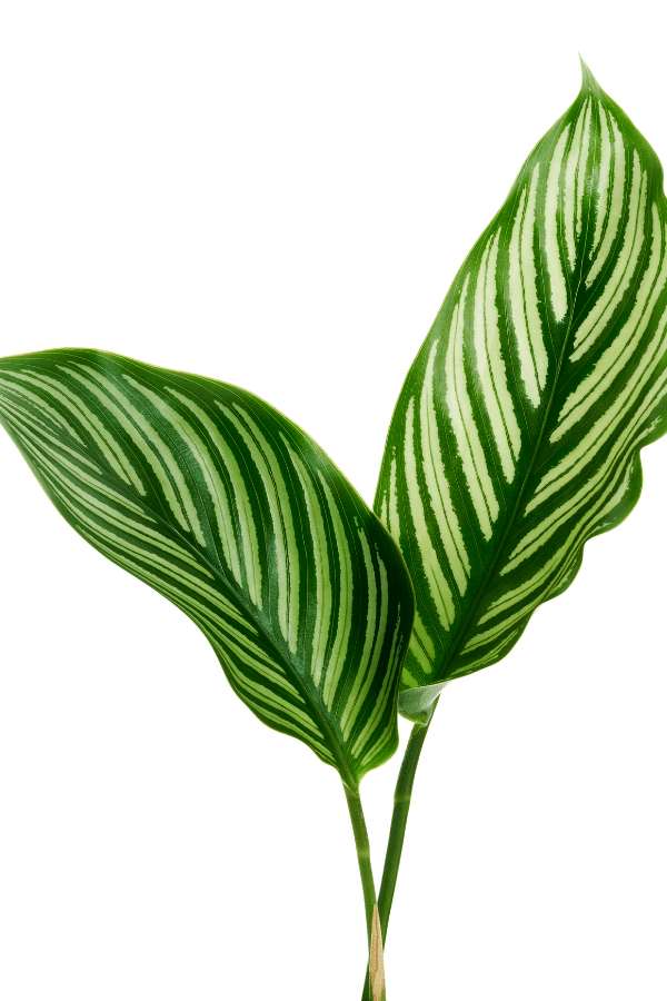 How to Care for Calathea Vittata