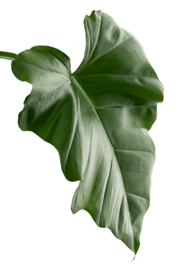 How to Care for Philodendron Giganteum