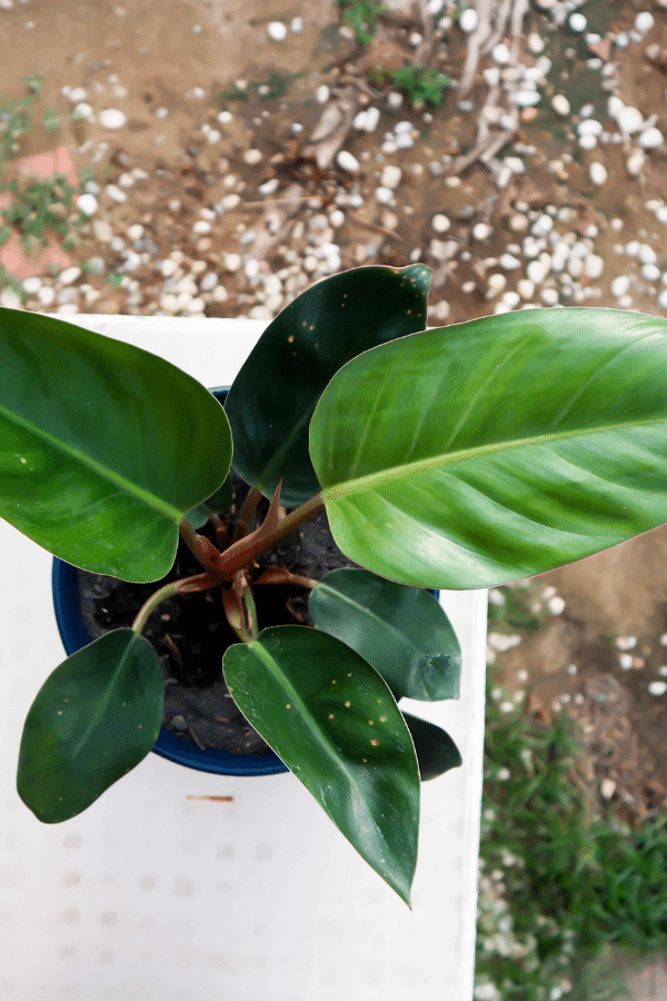 How to Care for Philodendron Rojo Congo
