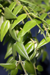 Hoya Bella Care