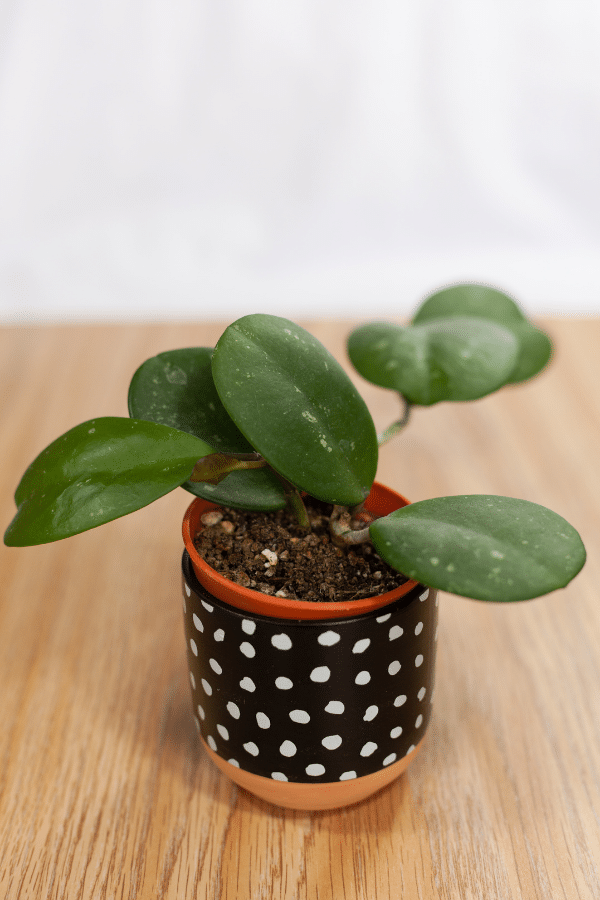 Hoya Obovata Care