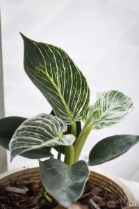 Philodendron Birkin Care
