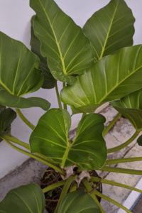 Philodendron Giganteum Care