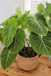 Philodendron Gloriosum Care
