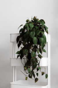 Philodendron Hederaceum Care