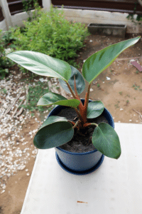 Philodendron Rojo Congo Care