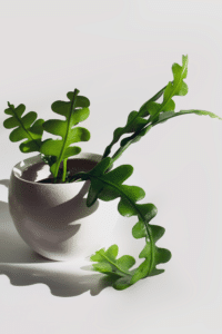 Ric Rac Cactus Care