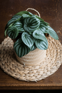 Watermelon Peperomia Care