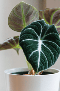Alocasia Black Velvet Care