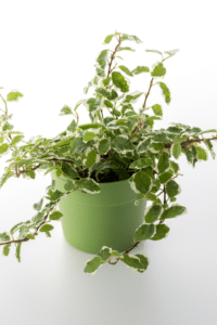 Creeping Fig Care