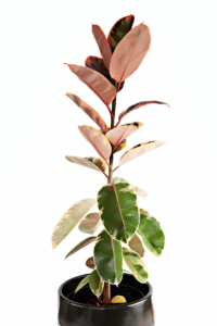 Ficus Elastica Ruby Care