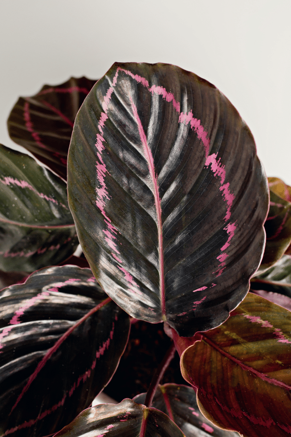 How to Care for Calathea Roseopicta Dottie