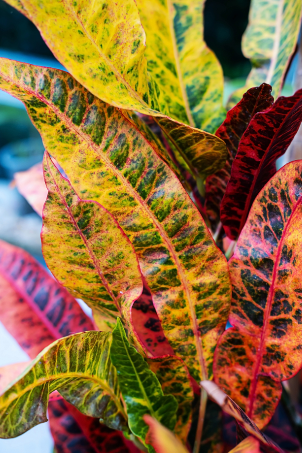 How to Care for Croton Petra