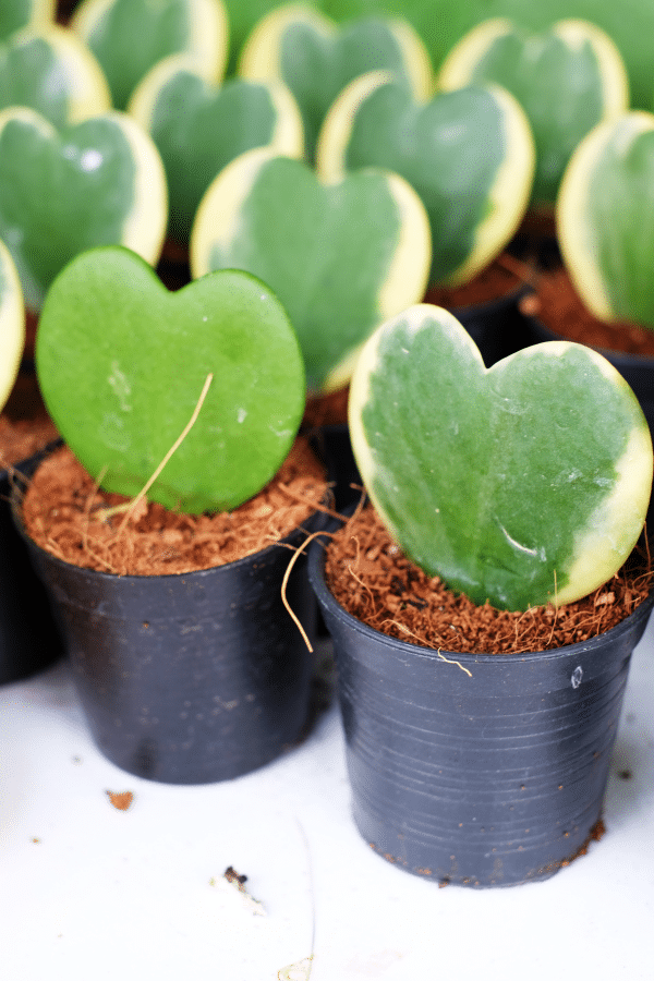 How to Care for Hoya Kerrii