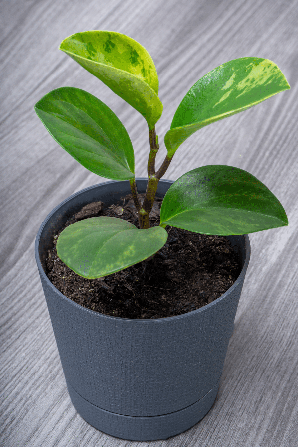 How to Care for Peperomia Obtusifolia