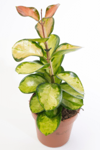 Hoya Australis Lisa Care