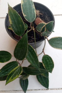 Hoya Macrophylla Care