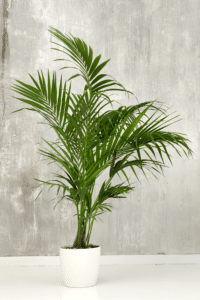 Kentia Palm Care