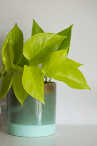 Lemon Lime Philodendron Care