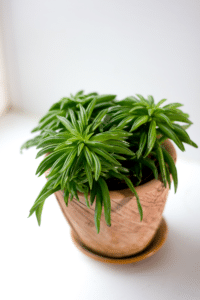 Peperomia Ferreyrae Care