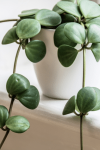 Peperomia Hope Care
