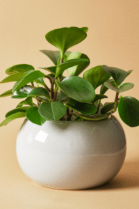 Peperomia Obtusifolia Care