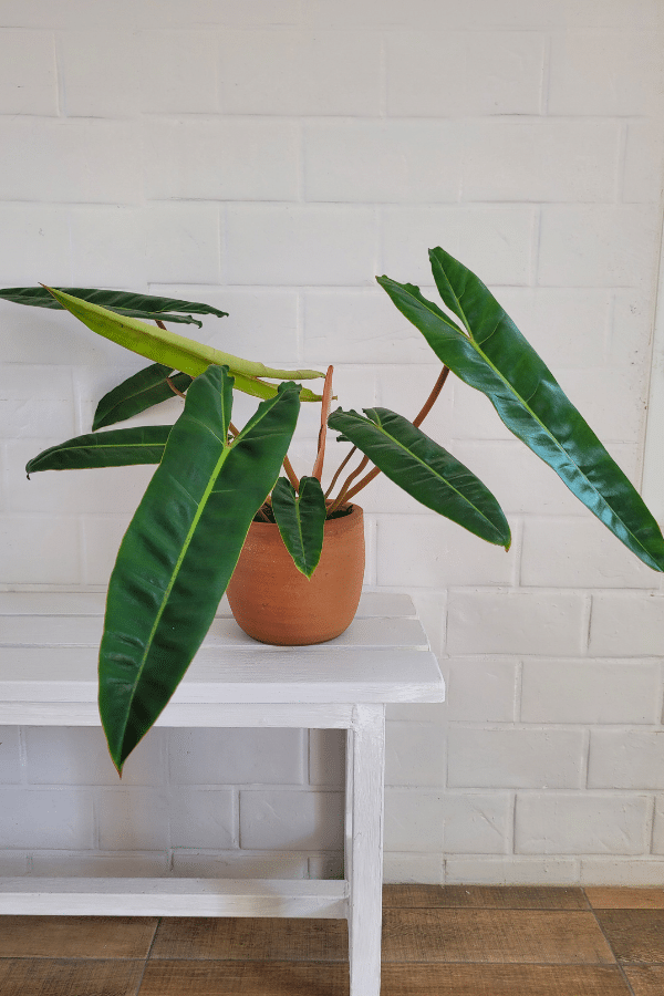 Philodendron Billietiae