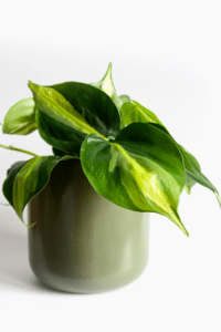 Philodendron Brasil care
