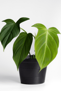Philodendron Camposportoanum Care