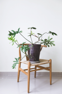 Philodendron Mayoi Care