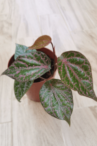 Piper Ornatum Care