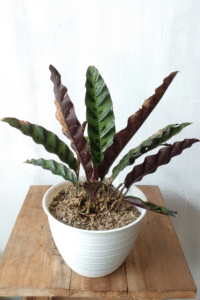 Rattlesnake Plant Care