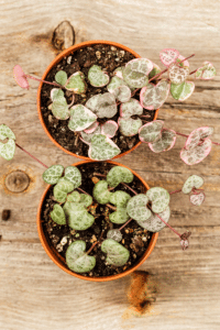 String of Hearts Care