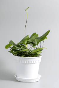 Heart Leaf Fern Care