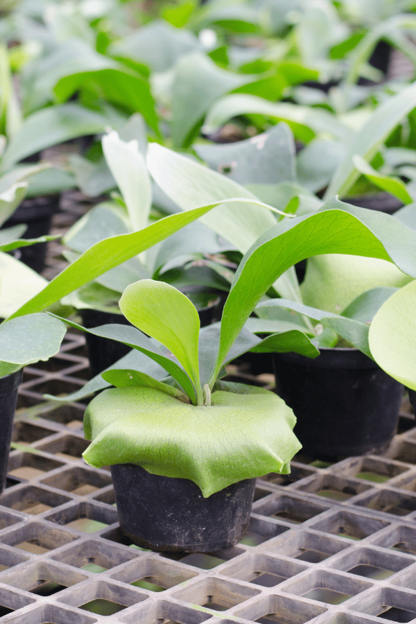 How to Care for Platycerium Staghorn Fern