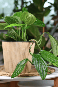 Monstera Peru Care