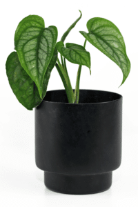 Monstera Siltepecana Care
