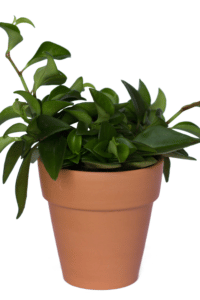 Peperomia Orba Care
