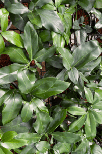 Philodendron Goeldii Care