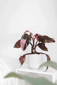 Philodendron Pink Princess Care