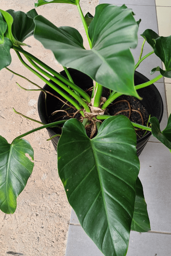 Philodendron Rugosum