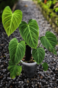 Philodendron Splendid Care