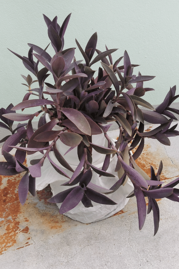 Purple Heart Plant