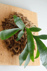 Staghorn Fern Care