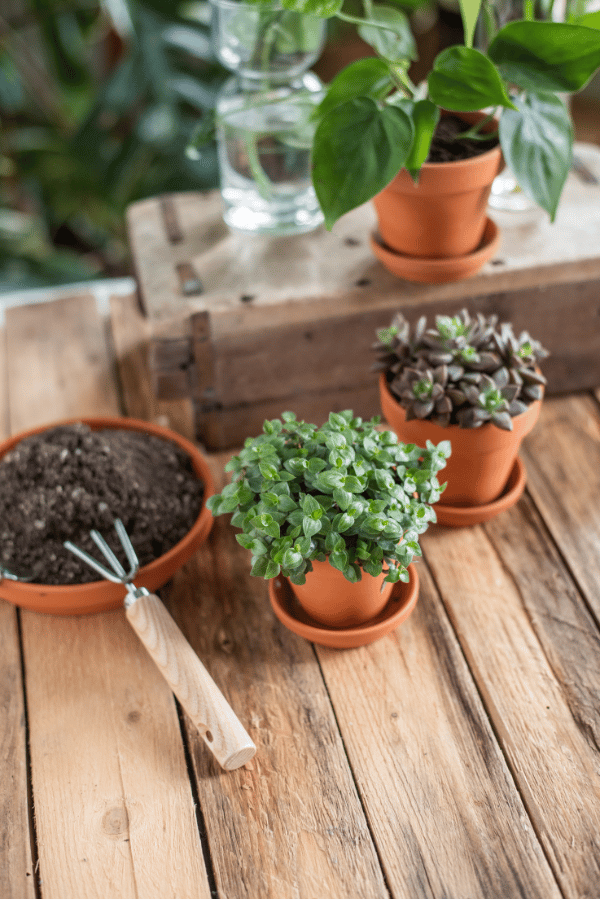 Complete Houseplant Soil Guide