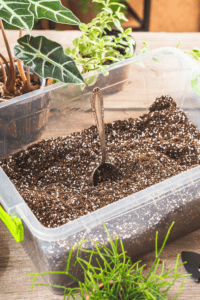 Houseplant Soil