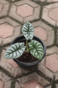 Alocasia Dragon Scale Care