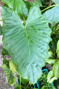 Alocasia Odora Care