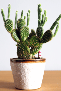 Bunny Ear Cactus Care